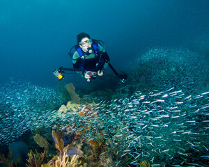Naklejka na ściany i meble A Female Scuba Diver Photographs a Large School of Fish in the Florida Keys