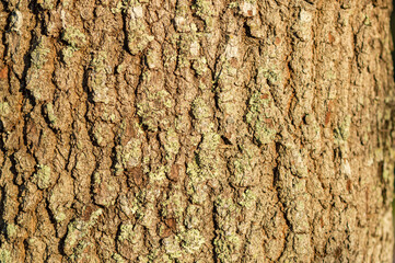 Closeup of tree trunk bark