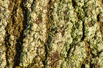 Closeup of tree bark
