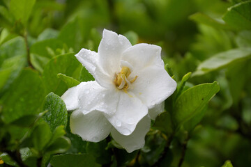 雨に濡れ、白い花びらに水滴をいっぱいつけたクチナシ