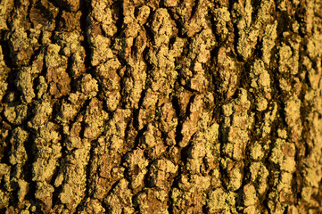 Closeup of brown tree bark
