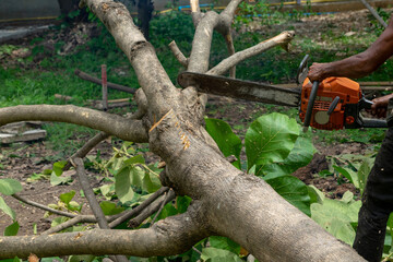 Closeup chainsaw cutting the log by chainsaw machine with sawdust fly around.