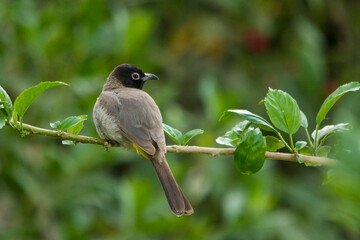White-spectacled bulbul