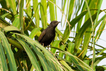 Black Drongo