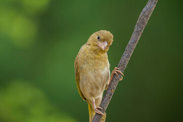 Arabian golden sparrow