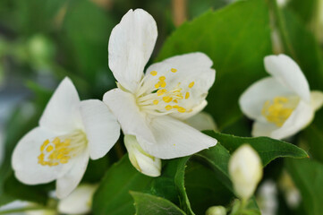 Obraz na płótnie Canvas White jasmine flowers in the garden. Close-up.