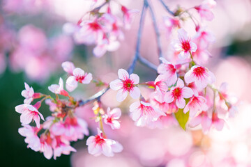 Beautiful  Pink Cherry Blossom on nature background , Sakura flower