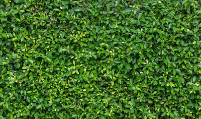 Herb wall, plant wall, natural green wallpaper and background. nature wall.