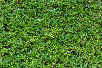 Herb wall, plant wall, natural green wallpaper and background. nature wall.