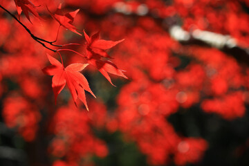 Closeup photo of a Japanese maple with red autumn leaves
