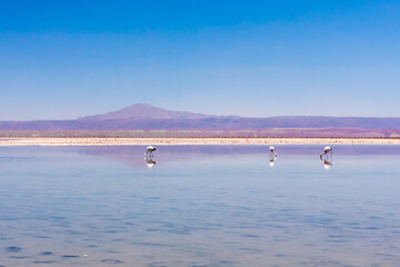 Laguna Chaxa, Atacama Desert, Chile.