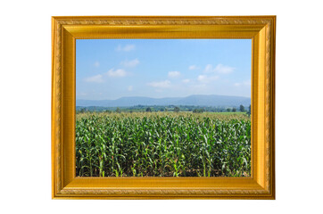 Beautiful corn farm in golden frame
