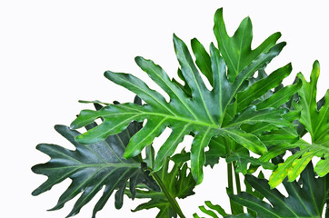 Fresh green leaves of philodendron xanadu on white background © athapet