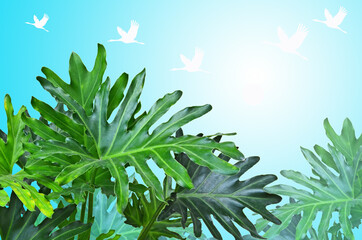 Fresh green leaves of philodendron xanadu with abstract background © athapet