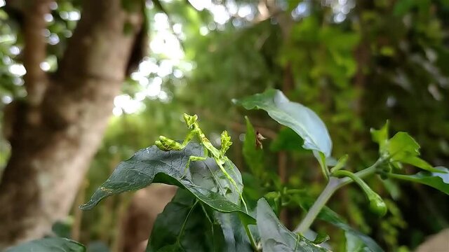 Flower mantises are those species of praying mantises that mimic flowers. Their coloration is an example of aggressive mimicry, Most species of flower mantises are in the family Hymenopodidae.