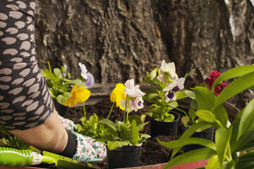 Multicolored flowers viola