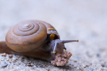 The snails eat minced pork fragments.