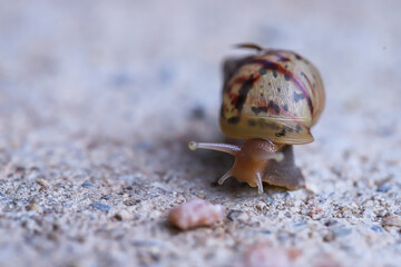 The snails eat minced pork fragments.