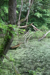 Algae Covered Pond at Caesar's Creek State Park