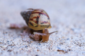 The snails eat minced pork fragments.