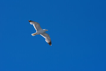 seagull flies over a ship in the Aegean Sea