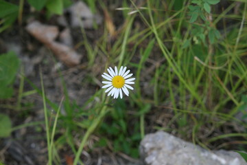 Wild Daisy With Background Blurred