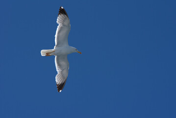 seagull flies over a ship in the Aegean Sea