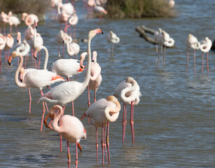 Fototapeta na wymiar Beautiful Flamingos on the Rhine Delta in France