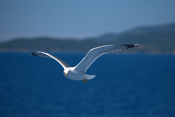 Fototapeta na wymiar seagull flies over a ship in the Aegean Sea