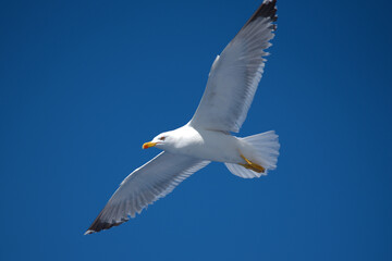 seagull flies over a ship in the Aegean Sea