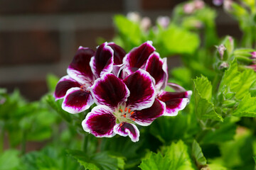 Martha Washington Geranium Flowers