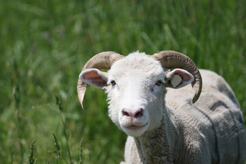 Sheep on small farm in  upstate New York