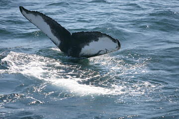 Humpback whales diving off Cape Cod, MA USA