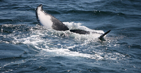 Humpback whales diving off Cape Cod, MA USA