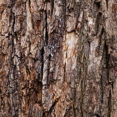 Closeup of old weather beaten tree bark texture background pattern