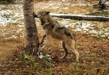 Obraz premium Lone Wolves