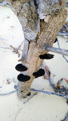 tree with mushrooms
