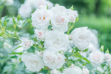 white rose