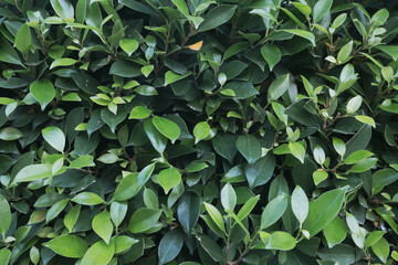 Green Leaves background.