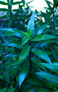 Justicia gendarussa leaves on plant in the garden.