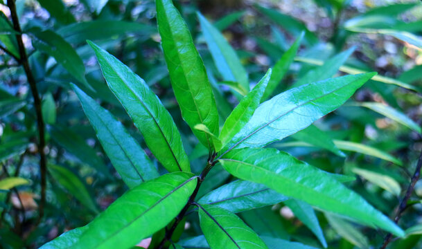 Justicia gendarussa leaves on plant in the garden.