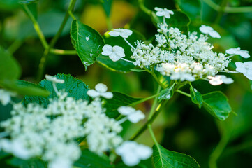 梅雨の季節のあじさい