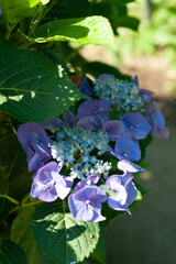 梅雨の季節のあじさい
