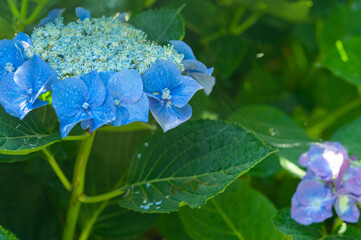 梅雨の季節のあじさい