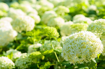 梅雨の季節のあじさい
