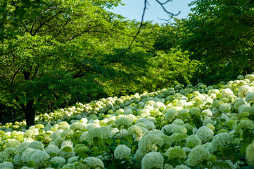 梅雨の季節のあじさい