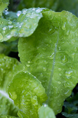 みずみずしいサラダ菜