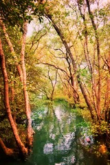 autumn in the forest