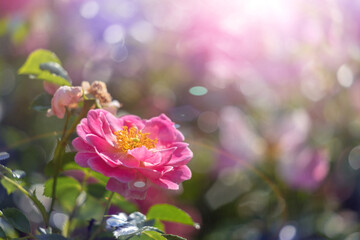 Rosehip flower in the morning sun.