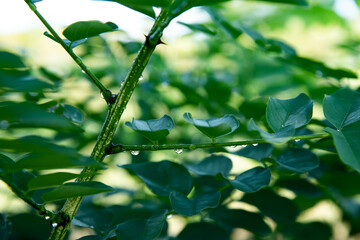 水滴の付いた植物